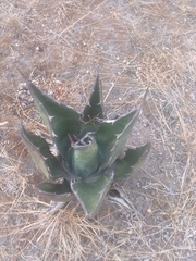 Agave salmiana crassispina