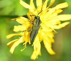 Anthaxia hungarica