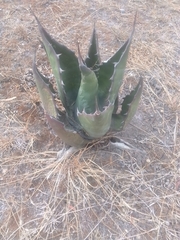 Agave salmiana crassispina
