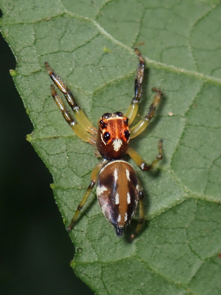 Hypaeus benignus