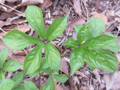 Eleutherococcus sessiliflorus