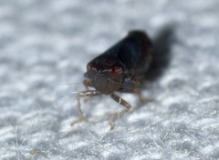 Scaphytopius magdalensis