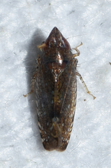 Scaphytopius magdalensis