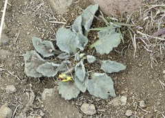 Viola purpurea aurea