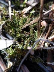 Ptychostomum creberrimum
