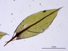 Ptychostomum creberrimum