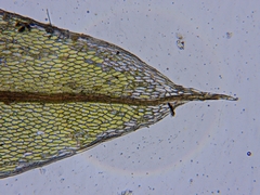 Ptychostomum creberrimum