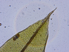 Ptychostomum creberrimum