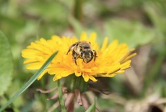 Andrena dunningi