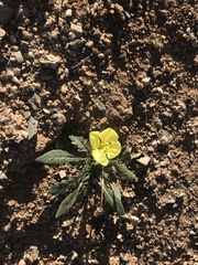 Oenothera primiveris