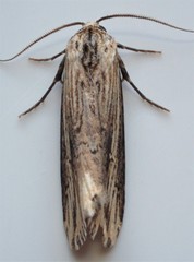 Crambodes talidiformis