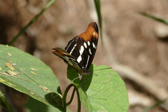 Catonephele sabrina