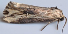 Crambodes talidiformis