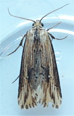Crambodes talidiformis