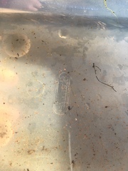 Daphnia
