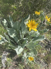 Wyethia helenioides