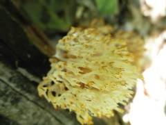 Artomyces pyxidatus