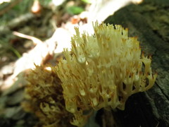 Artomyces pyxidatus