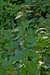 Scrophularia scopolii