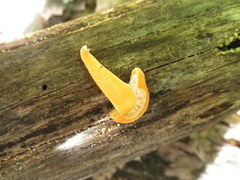 Cyptotrama chrysopepla