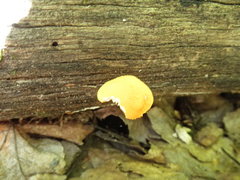 Cyptotrama chrysopepla