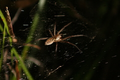 Corasoides australis