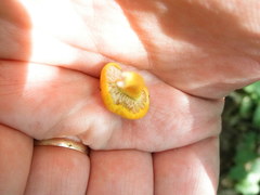 Cyptotrama chrysopepla