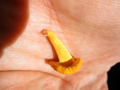 Cyptotrama chrysopepla