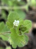 Veronica hederifolia - Photo (c) Grant Fessler, some rights reserved (CC BY-NC), uploaded by Grant Fessler