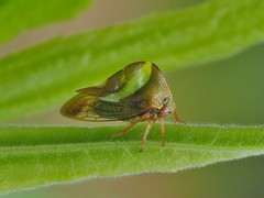 Smilia fasciata