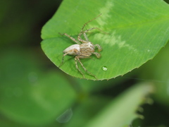 Oxyopes aglossus