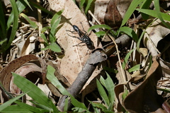 Eremnophila
