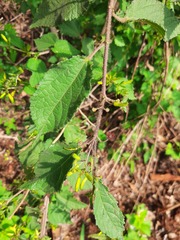 Triumfetta semitriloba