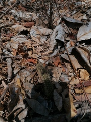 Acanthocereus hesperius