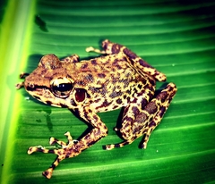 Petropedetes johnstoni