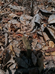 Acanthocereus hesperius