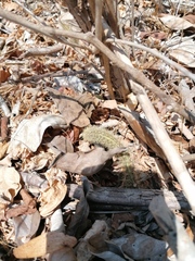 Acanthocereus hesperius