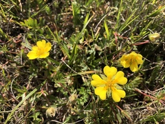 Potentilla hickmanii