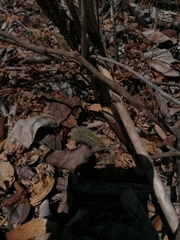 Acanthocereus hesperius