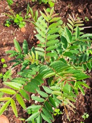 Zanthoxylum rhoifolium