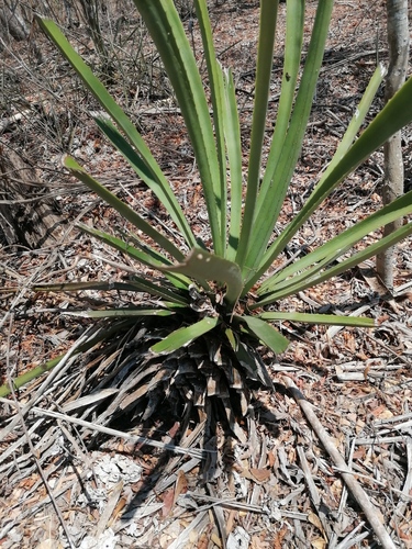 Agave vivipara