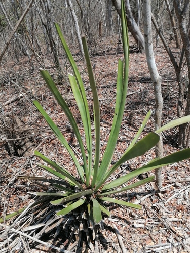 Agave vivipara