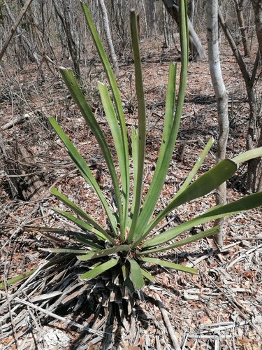 Agave vivipara