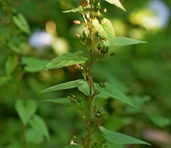 Scrophularia scopolii