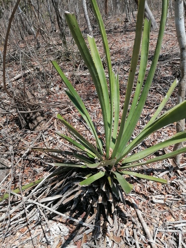 Agave vivipara