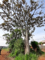 Cedrela fissilis