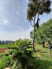 Cedrela fissilis