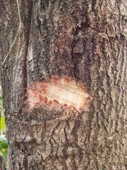 Sapium glandulosum