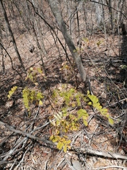 Piptadenia obliqua