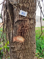 Sapium glandulosum